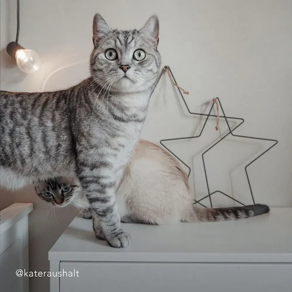 Eulenschnitt Metallkranz Stern 2er Set